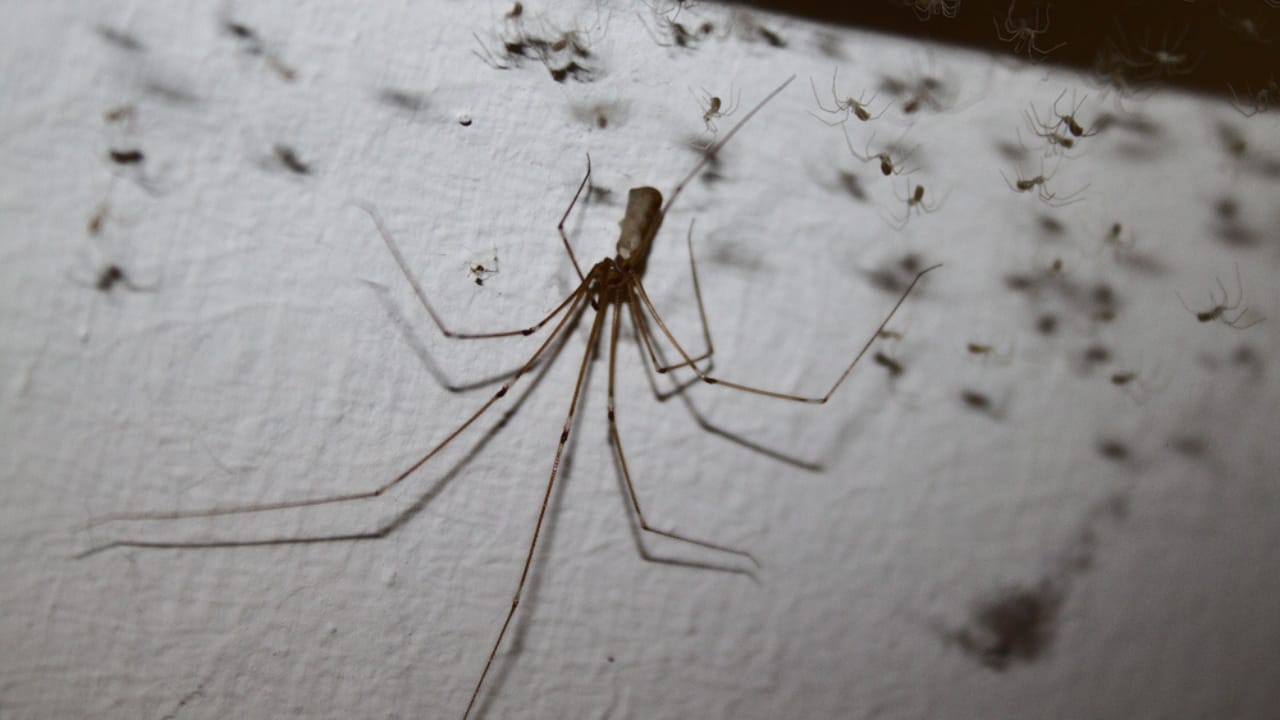 Watch Out for These 10 Common Spiders That Could Be Hiding in Your Home 9 Watch Out for These 10 Common Spiders That Could Be Hiding in Your Home - Cellar Spider dp287141516