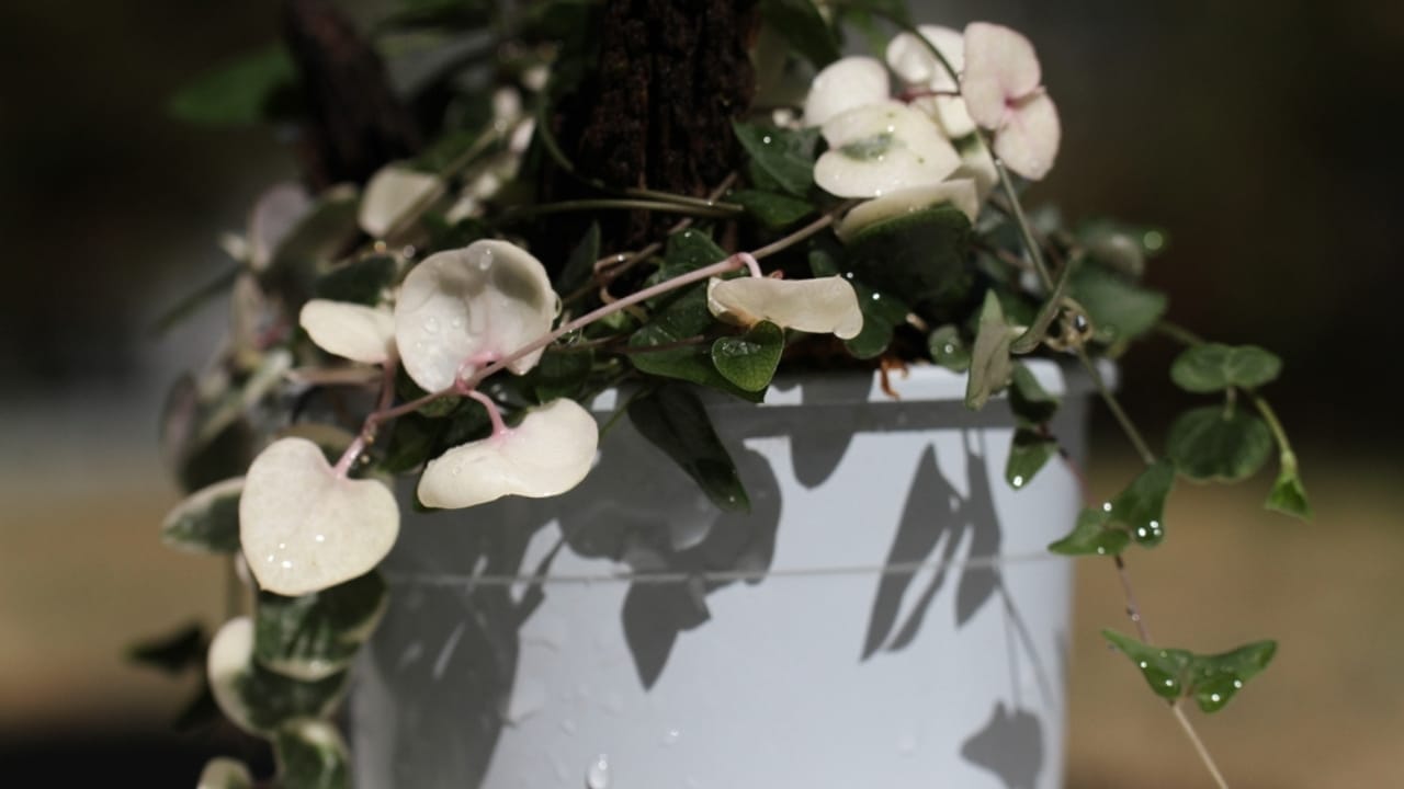 11 Low-maintenance String of Plant Varieties to Jazz Up Your Home Decor 11 11 Low-maintenance String of Plant Varieties to Jazz Up Your Home Decor - Ceropegia lineris ss2365654159