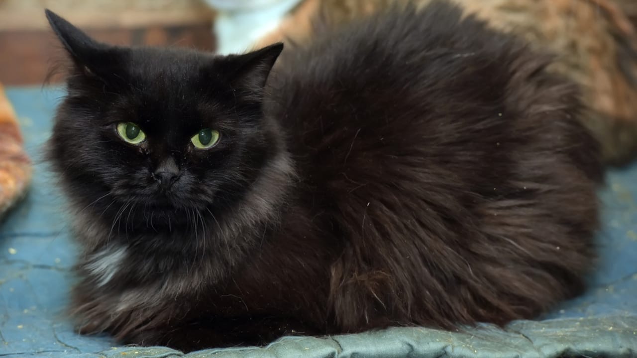 15 Fluffiest Cat Breeds That Will Smother You with Cuddles 12 15 Fluffiest Cat Breeds That Will Smother You with Cuddles - Chantilly Tiffany cat dp377215796