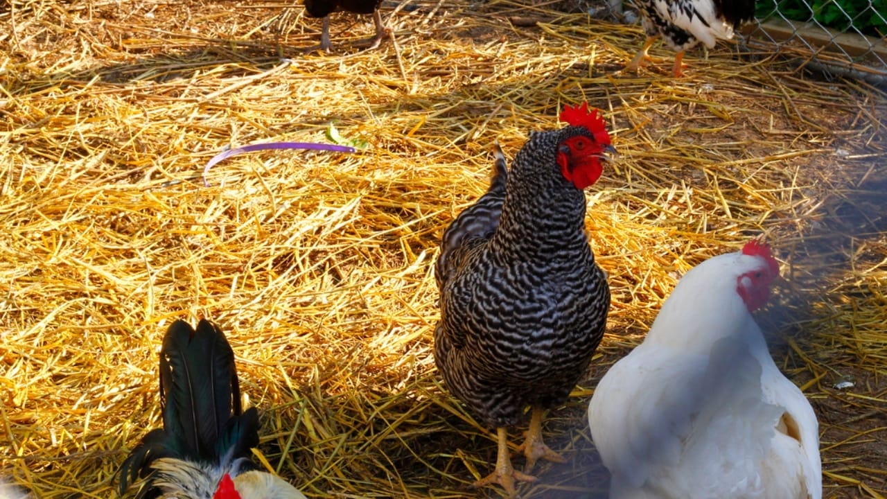 Homemade Chicken Feed 101: Health-Boosting Recipes, Including Our Tried-and-True Favorite - Chicken coop with straw dp498573488