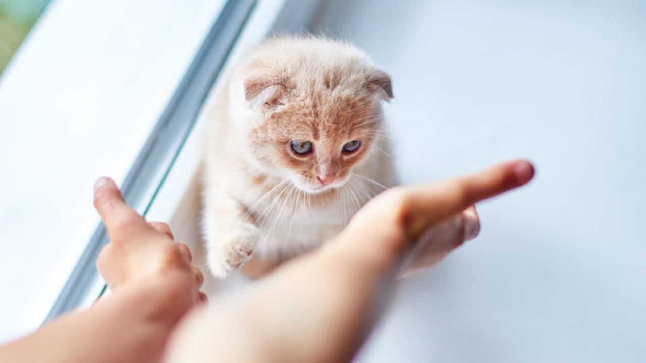 15 Unique Traits That Set Kittens Apart from Adult Cats - Child and kitten dp395512460