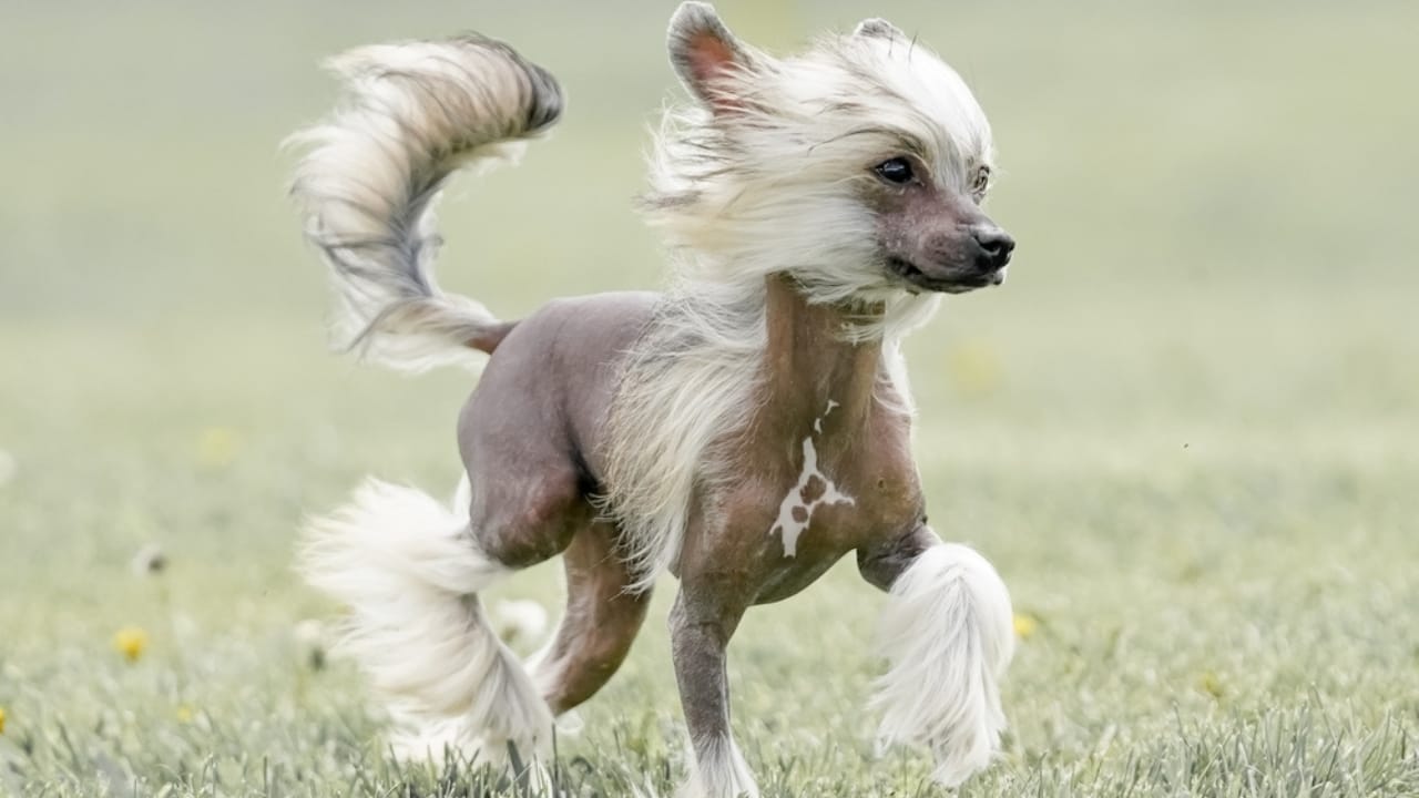 25 Dogs Who Handle Time Alone Like Pros 18 25 Dogs Who Handle Time Alone Like Pros - Chinese Crested Dog ss2492266835