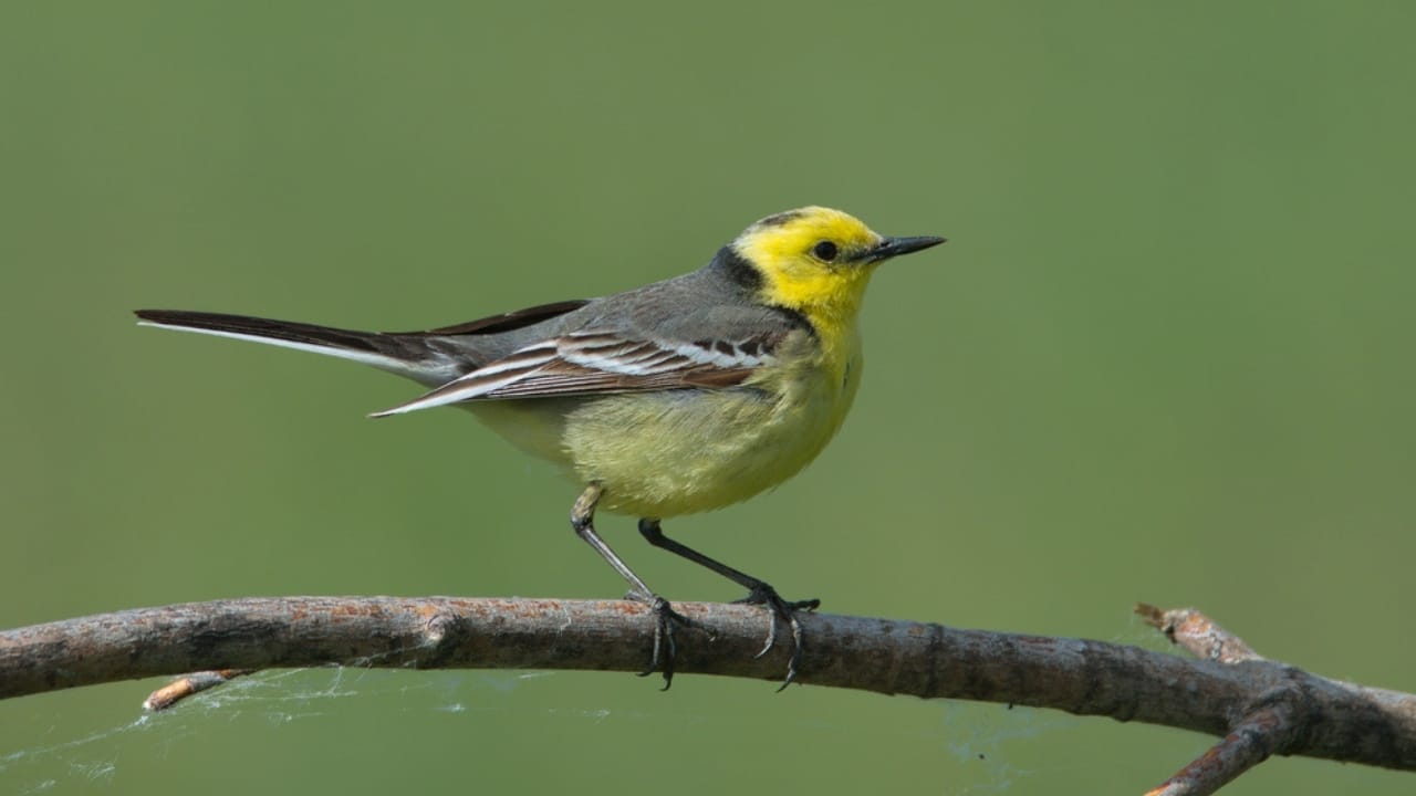 Nature's Golden Crown: 15 Yellow-Headed Birds That Atrract Birdwatchers 9 Nature's Golden Crown: 15 Yellow-Headed Birds That Atrract Birdwatchers - Citrine Wagtail dp374869136