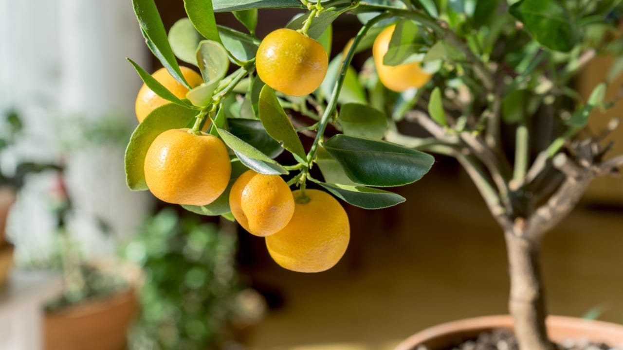 Attract Positive Energy: 15 Good Luck Plants for Your Home 11 Attract Positive Energy: 15 Good Luck Plants for Your Home - Citrus Trees dp106226300