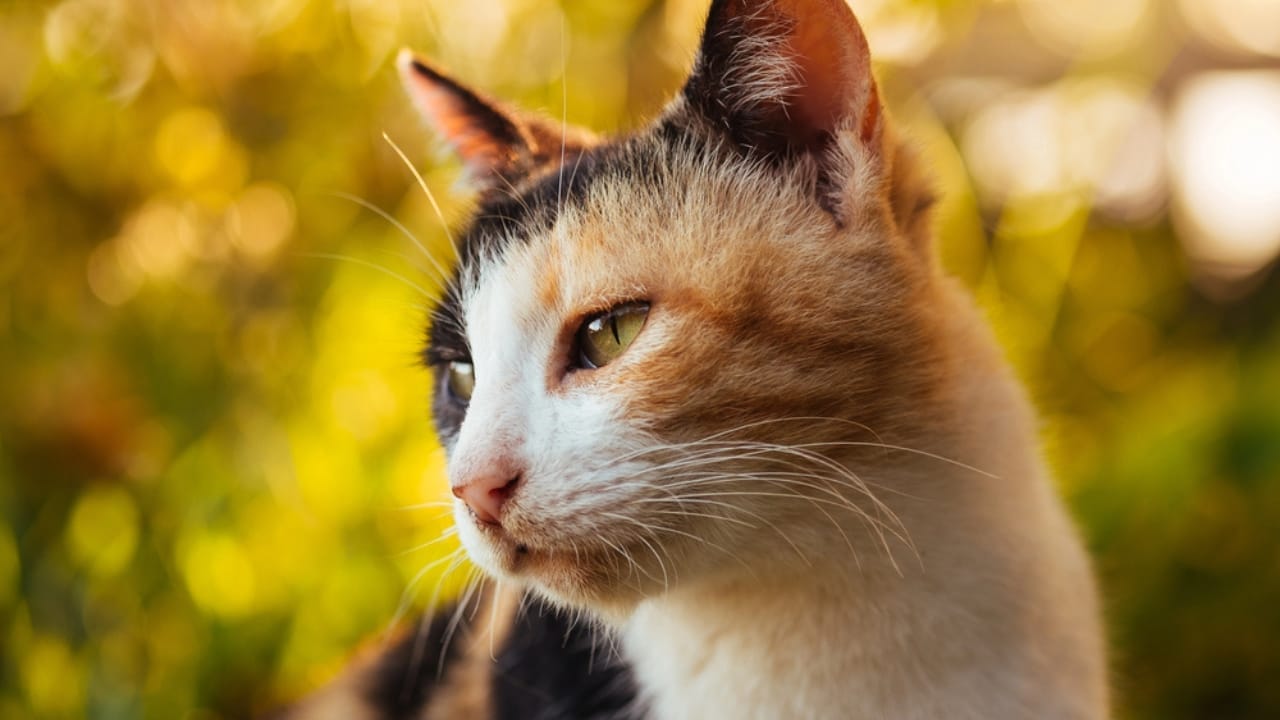 Male Calico Cats are Extremely Rare: 13 Facts Few People Know 12 Male Calico Cats are Extremely Rare: 13 Facts Few People Know - Close up Calico shot dp160977658