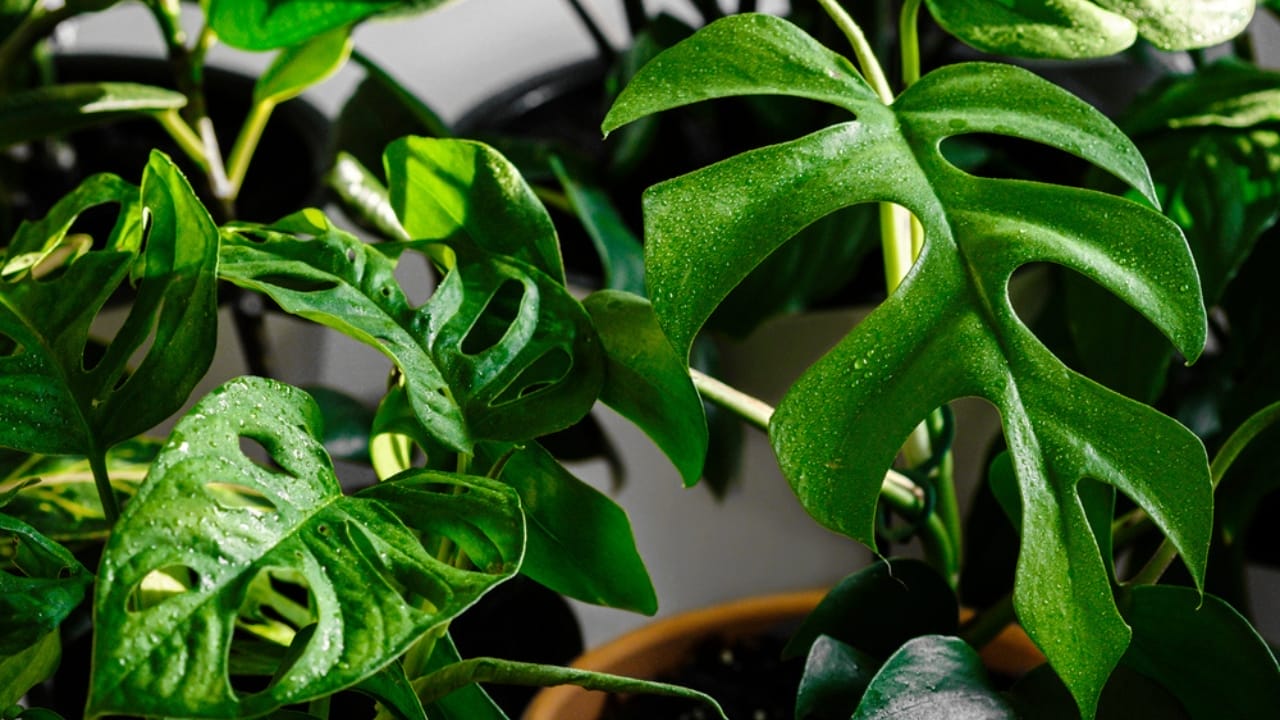 5 Split-Leaf Philodendron Varieties Plant Experts Love 7 5 Split-Leaf Philodendron Varieties Plant Experts Love - Close up minima leaf dp472384462