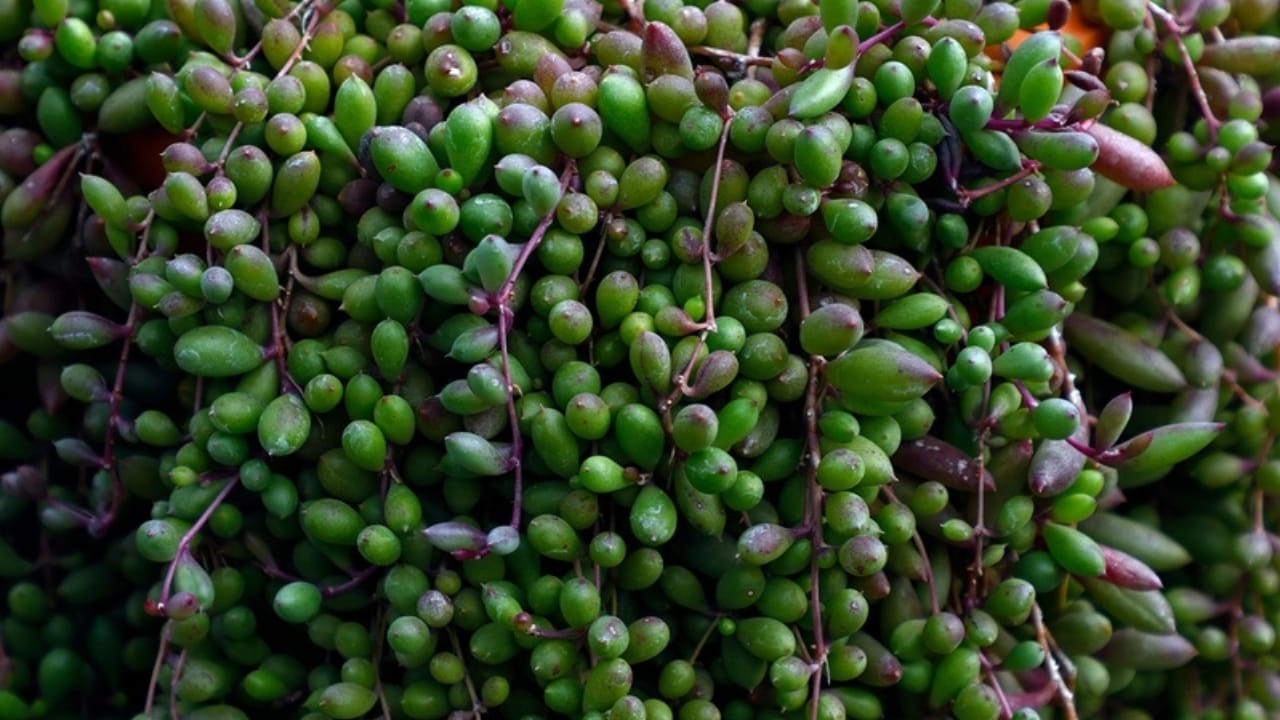 11 Low-maintenance String of Plant Varieties to Jazz Up Your Home Decor 10 11 Low-maintenance String of Plant Varieties to Jazz Up Your Home Decor - Close up shot of Othonna capensis ss2202734277