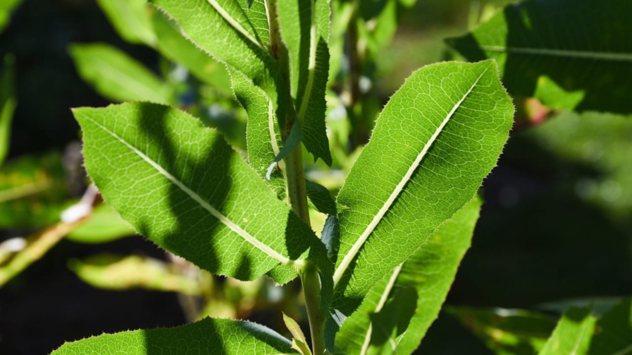 A Natural Painkiller Could be Growing in Your Backyard 3 A Natural Painkiller Could be Growing in Your Backyard - Close up shot of lactusa virosa ss2199349689 1