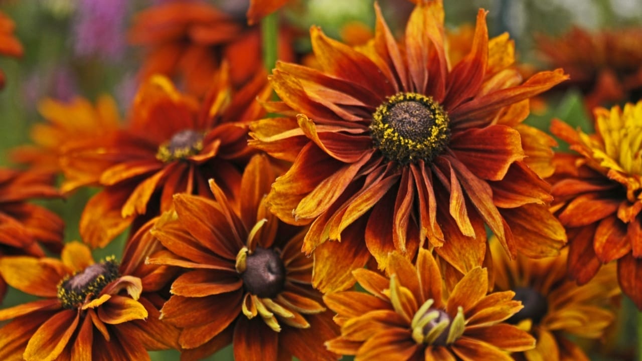 7 Rudbeckia Varieties to Put Some Fun & Sun in Your Garden 3 7 Rudbeckia Varieties to Put Some Fun & Sun in Your Garden - Close up shot of rudbeckia cherokee sunset ss614736596