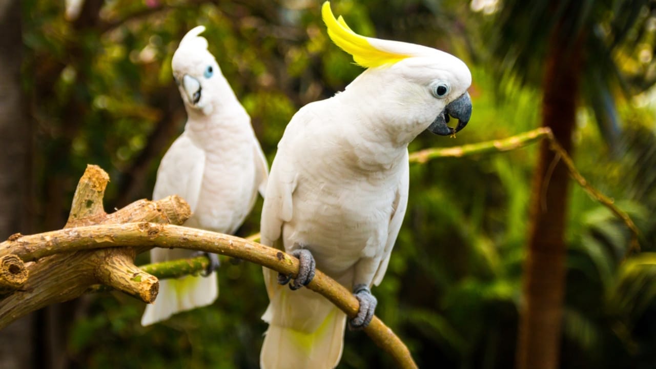 10 of the Chattiest Birds You’ll Ever Meet 9 10 of the Chattiest Birds You’ll Ever Meet - Cockatoo Parrot dp142868791