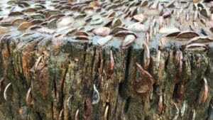 The Centuries-Old Tradition of Hammering Coins Into Trees 1 The Centuries-Old Tradition of Hammering Coins Into Trees - Coins in Tree Stump ss1031713870