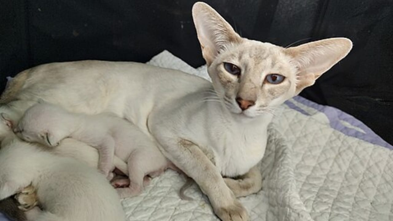 15 Hypoallergenic Cat Breeds Purrfect for Allergy Sufferers 13 15 Hypoallergenic Cat Breeds Purrfect for Allergy Sufferers - Colorpoint Shorthair sunny katsmith wc