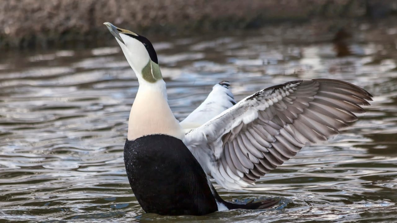 15 Birds That Take Flight at Record-Breaking Speeds 13 15 Birds That Take Flight at Record-Breaking Speeds - Common Eider duck dp188230540