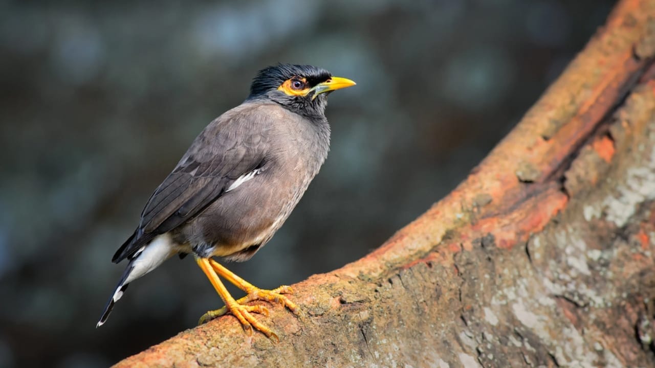18 Birds Known for Their Black Heads 7 18 Birds Known for Their Black Heads - Common Myna Bird dp206729598