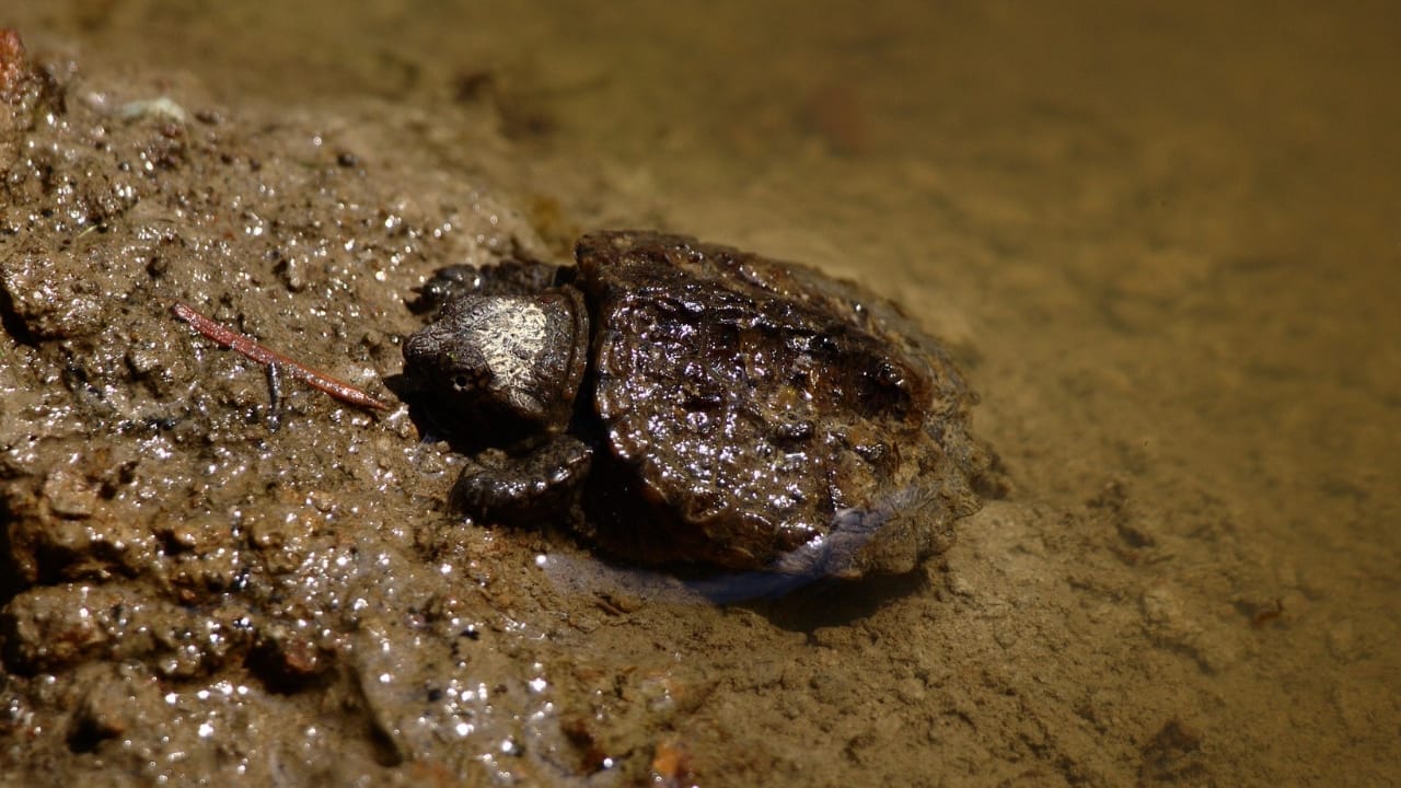 10 of the World's Most Dangerous Turtles 7 10 of the World's Most Dangerous Turtles - Common Snapping Turtle wc