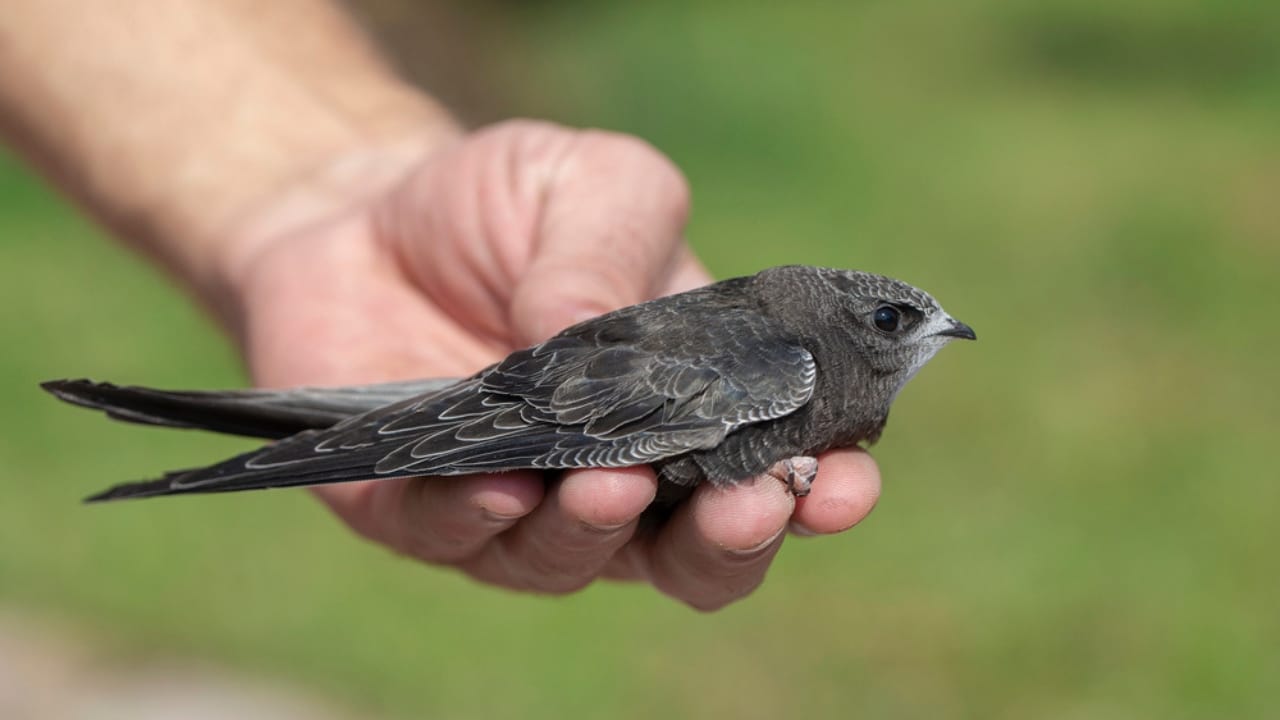 15 Birds That Take Flight at Record-Breaking Speeds - Common Swift bird dp301143604