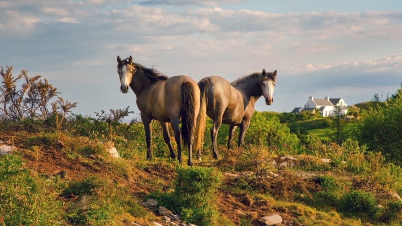 10 Beginner-Friendly Horses for First-Time Riders 9 10 Beginner-Friendly Horses for First-Time Riders - Connemara pony ss2235672321
