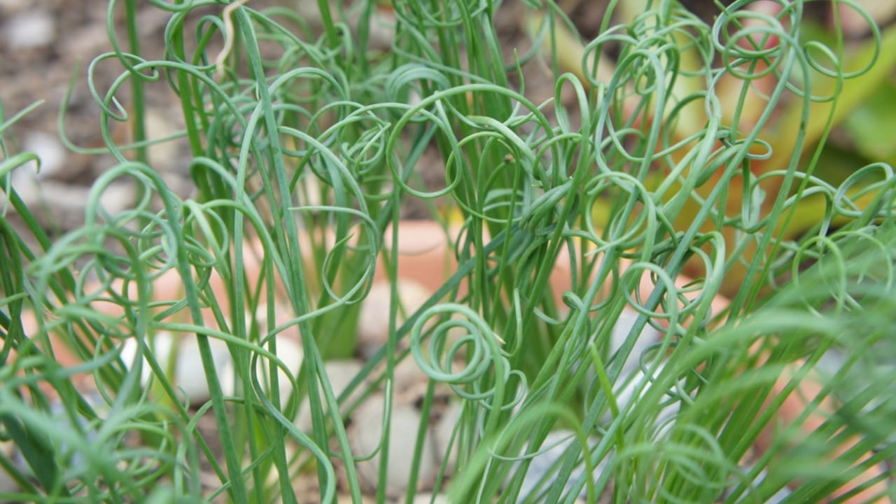 14 Unique Succulents That Will Wow Any Plant Lover 13 14 Unique Succulents That Will Wow Any Plant Lover - Corkscrew Albuca ss1957232932