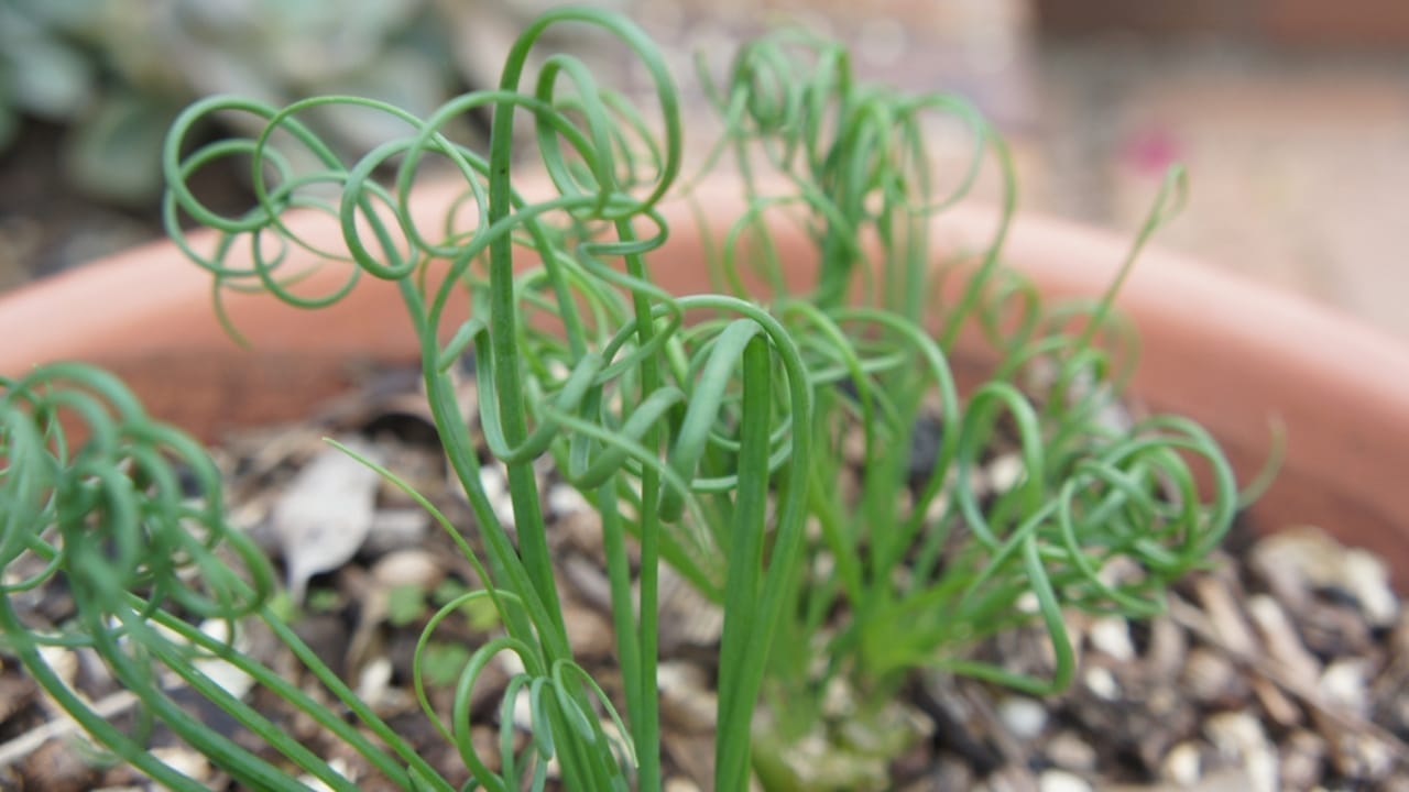 This Frizzle Sizzle Plant Brings a Twist of Whimsical Wildness to Your Home 4 This Frizzle Sizzle Plant Brings a Twist of Whimsical Wildness to Your Home - Corkscrew Albuca ss1957232935