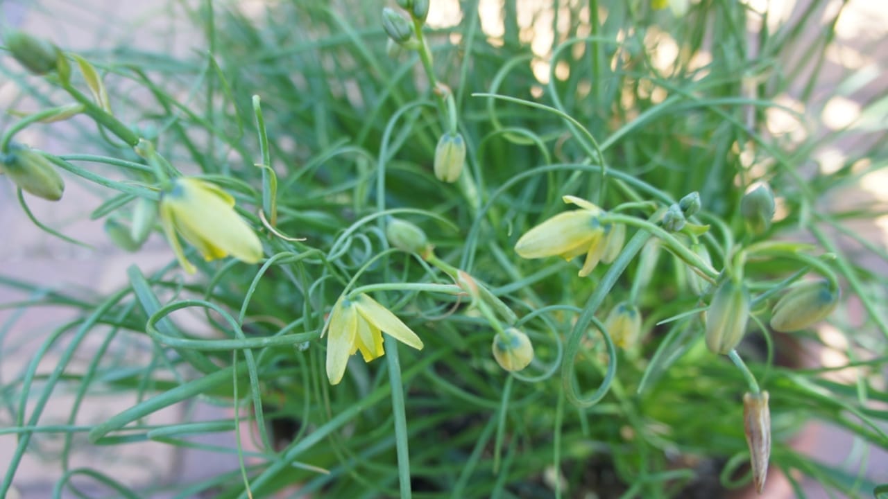 This Frizzle Sizzle Plant Brings a Twist of Whimsical Wildness to Your Home 5 This Frizzle Sizzle Plant Brings a Twist of Whimsical Wildness to Your Home - Corkscrew Albuca ss2027168174
