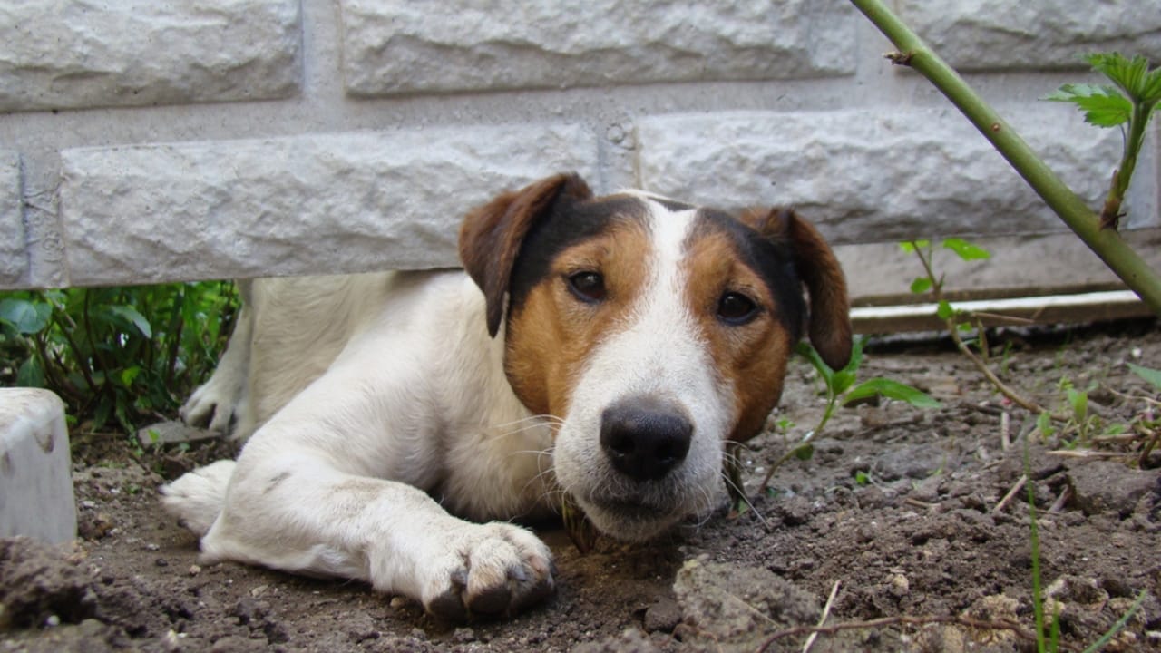 15 Easy Beginner Dog Tricks That Will Make Your Furry Friend a Superstar 8 15 Easy Beginner Dog Tricks That Will Make Your Furry Friend a Superstar - Crawling dog under the fence dp73308841