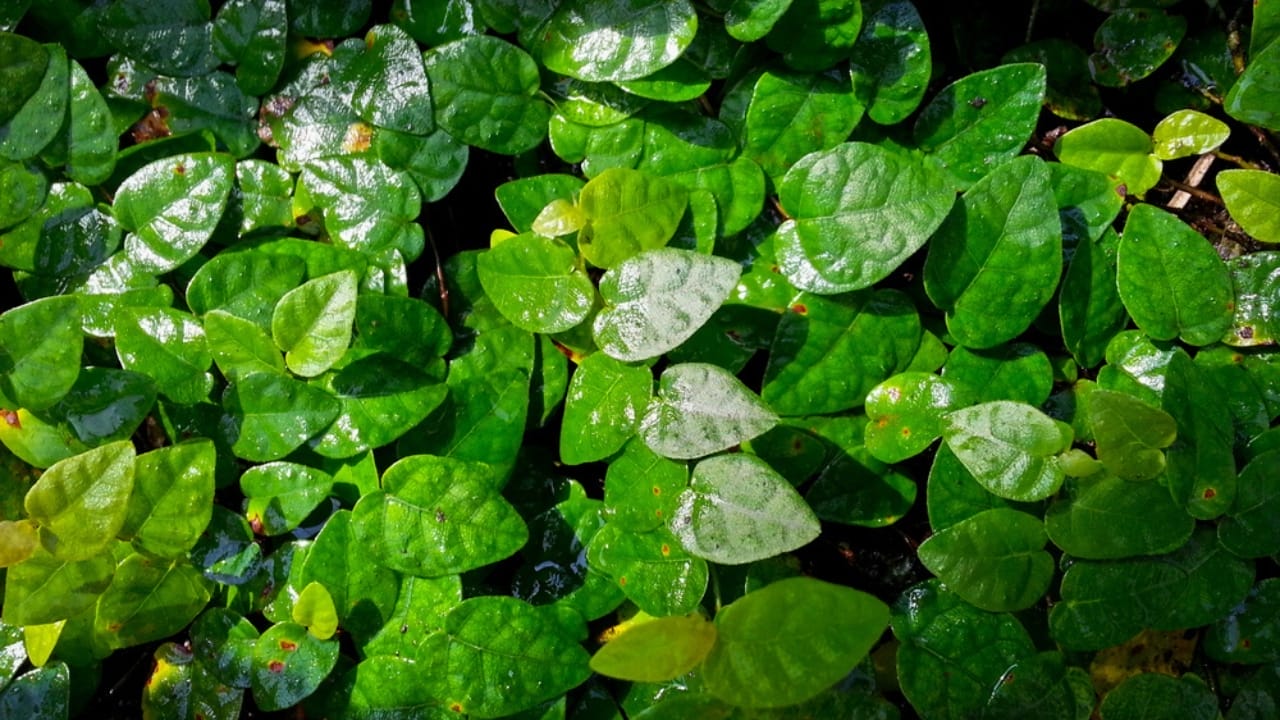 15 Best Plants to Grow in Glass Containers 13 15 Best Plants to Grow in Glass Containers - Creeping fig plants dp40441411