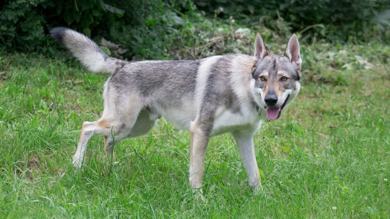 15 Dogs That Look Strikingly Similar to German Shepherds 9 15 Dogs That Look Strikingly Similar to German Shepherds - Czechoslovakian Wolfdog dp301422464