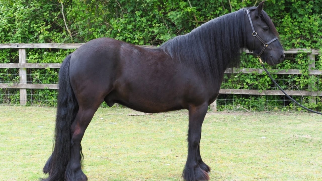 13 Breeds of Black Horses That Radiate Strength & Timeless Beauty 7 13 Breeds of Black Horses That Radiate Strength & Timeless Beauty - Dales Pony ss2492022973