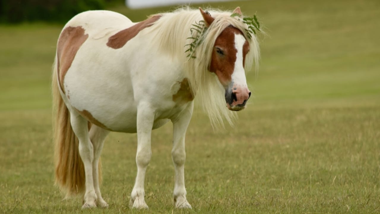 25 Perfect Horse Breeds for Kids Starting Out 18 25 Perfect Horse Breeds for Kids Starting Out - Dartmoor Pony ss2479557053