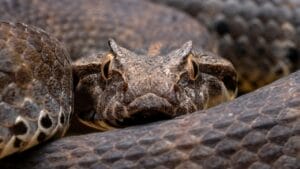 8 Snake Species So Rare, You May Never See Them 1 8 Snake Species So Rare, You May Never See Them - Death Adder snake ss2487180541