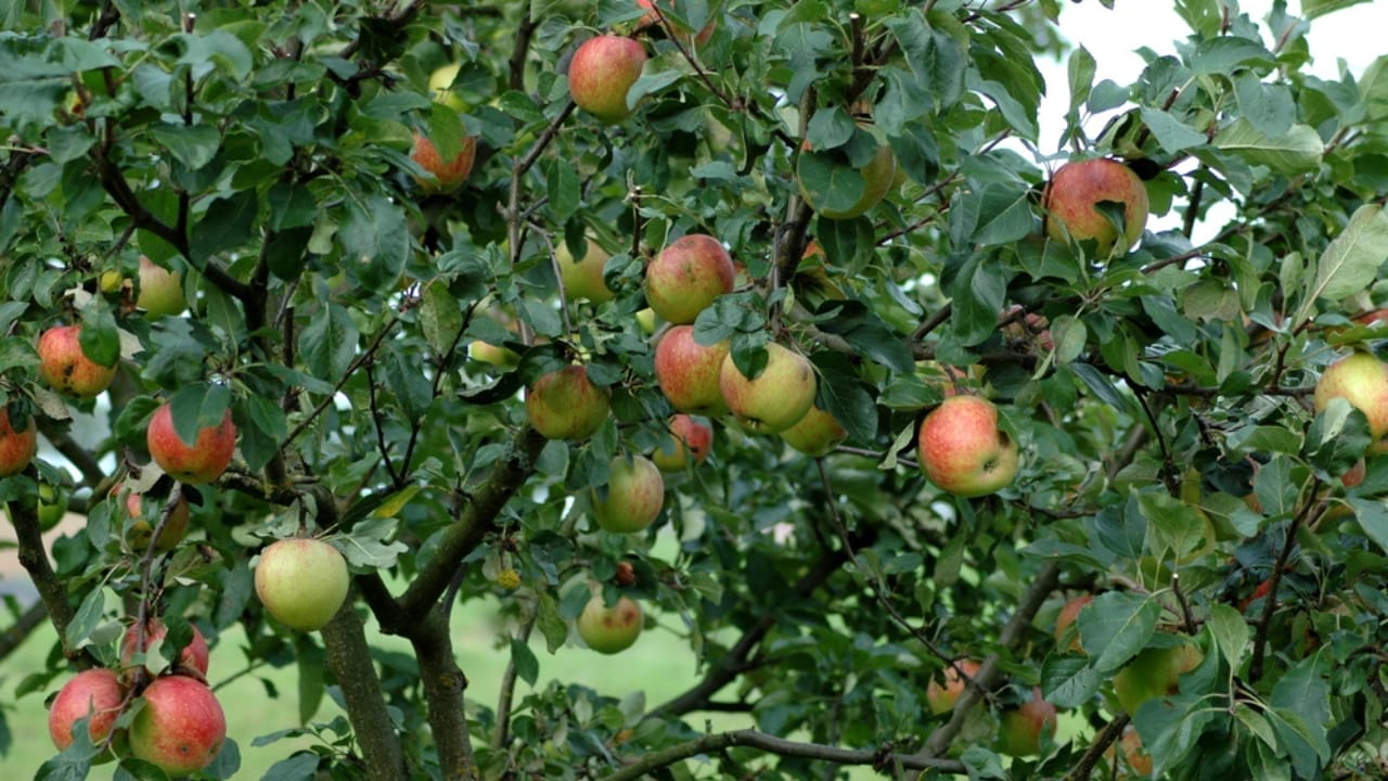 13 Trees to Plant for a Bountiful Homestead 9 13 Trees to Plant for a Bountiful Homestead - Delicious apple on apple tree dp333202192