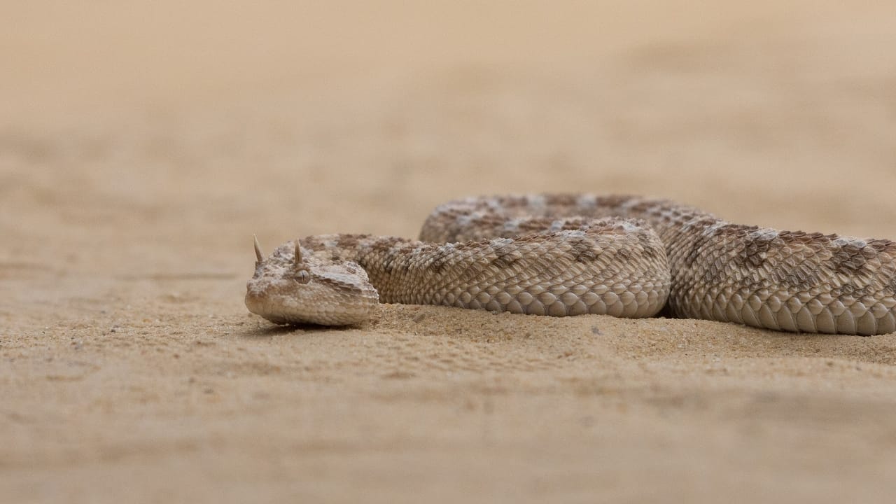 10 Weird Snakes That Make You Question What’s Possible in Nature 8 10 Weird Snakes That Make You Question What’s Possible in Nature - Desert Horned Viper wc