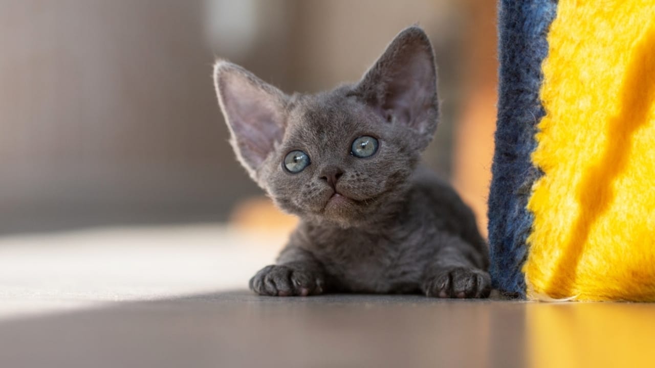 10 Stunning Gray Cat Breeds That Make Perfect Pets 11 10 Stunning Gray Cat Breeds That Make Perfect Pets -