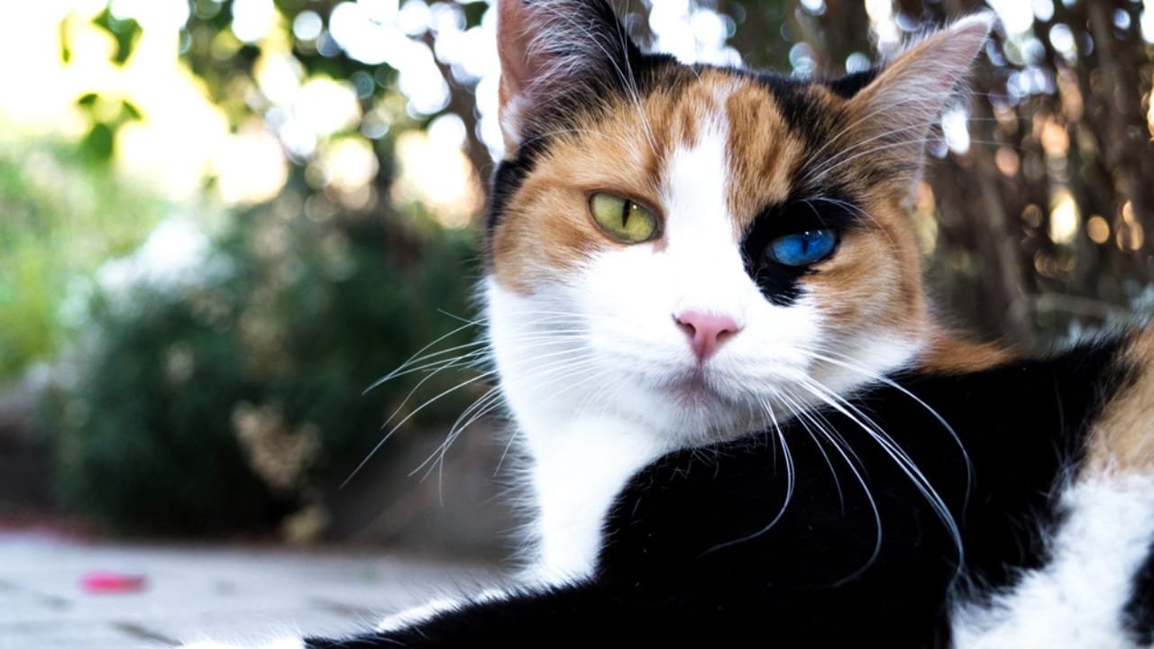 Male Calico Cats are Extremely Rare: 13 Facts Few People Know 9 Male Calico Cats are Extremely Rare: 13 Facts Few People Know - Different type of eyes calico dp496538788