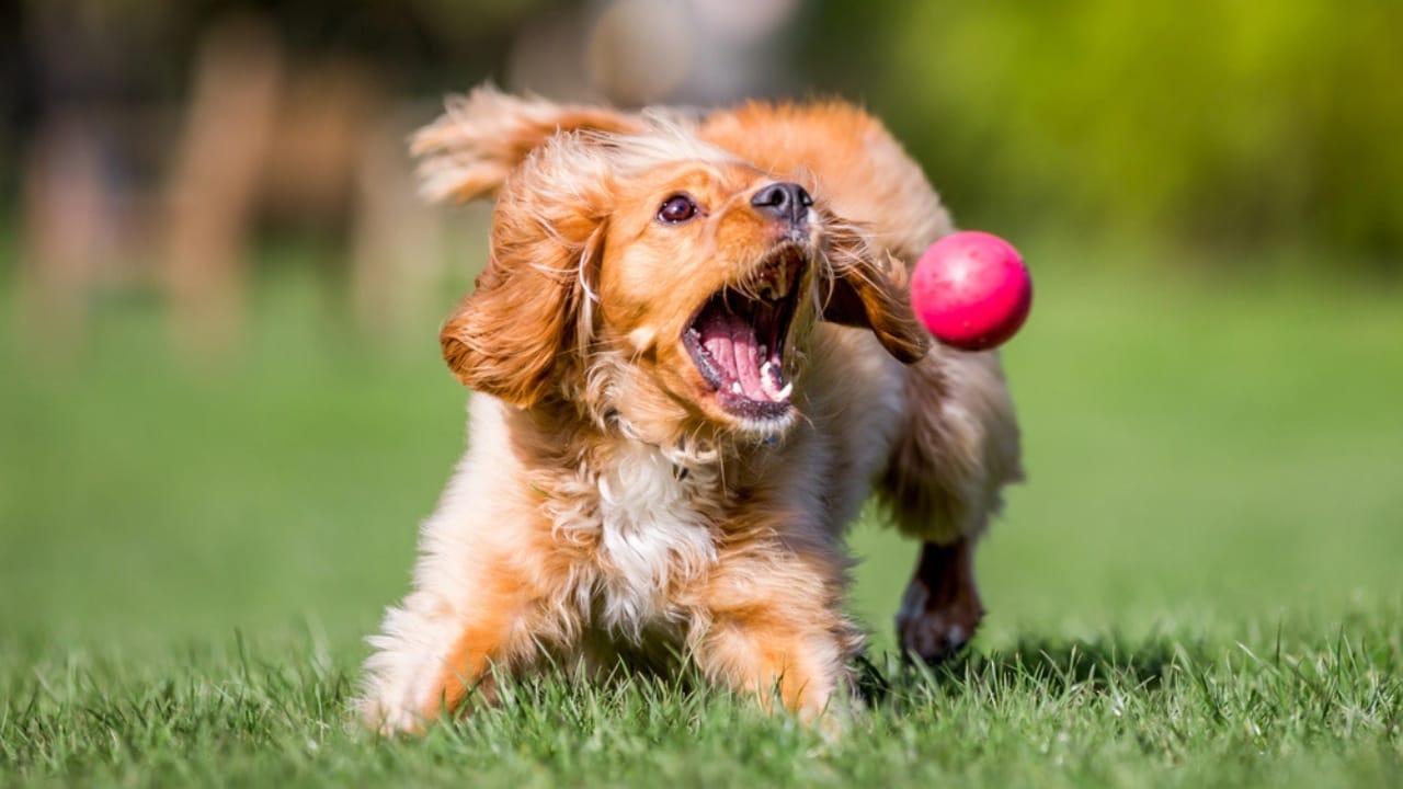15 Easy Beginner Dog Tricks That Will Make Your Furry Friend a Superstar 7 15 Easy Beginner Dog Tricks That Will Make Your Furry Friend a Superstar - Dog fetching ball at park dp239335644