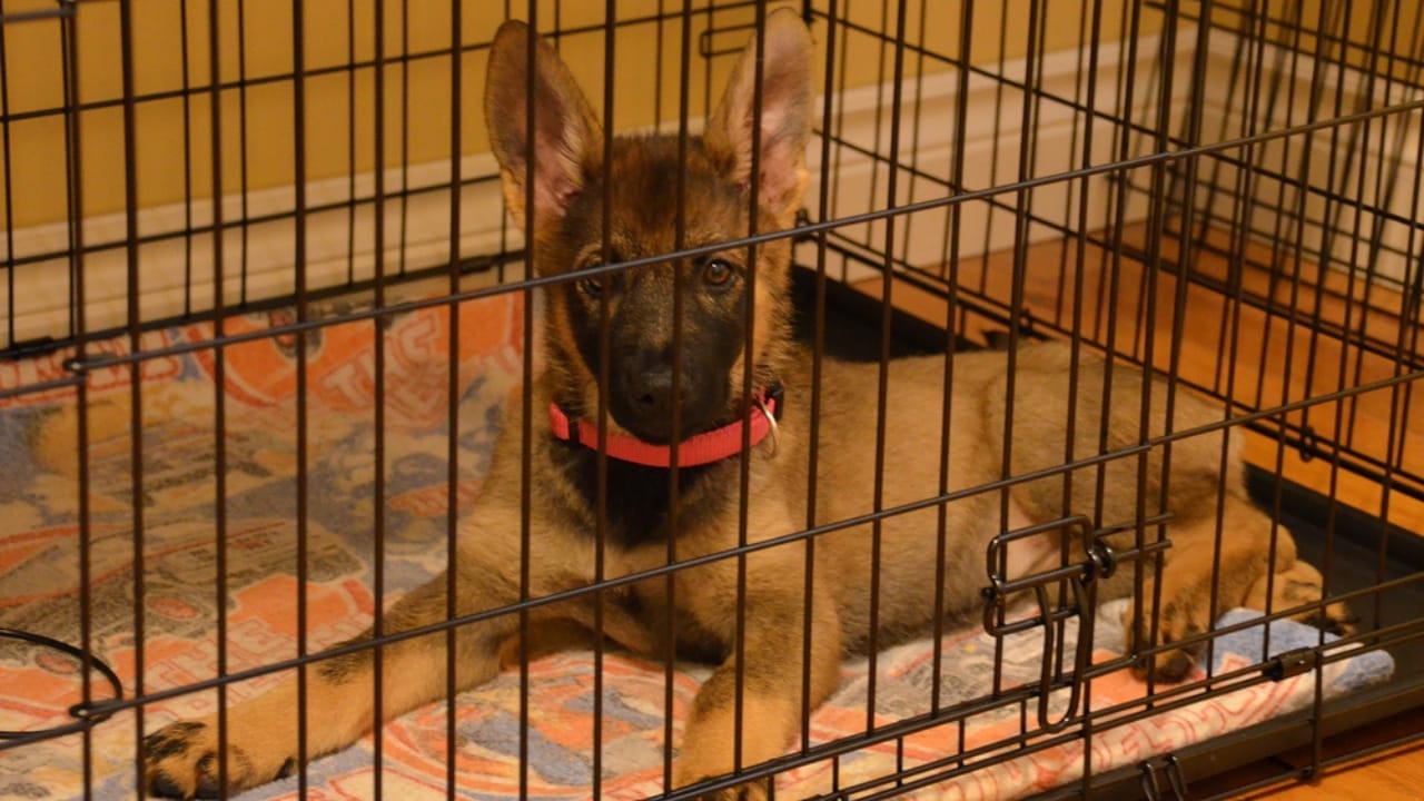 Potty Training Made Easy: 7 Tips for Your New Puppy 4 Potty Training Made Easy: 7 Tips for Your New Puppy - Dog in cage dp453095172