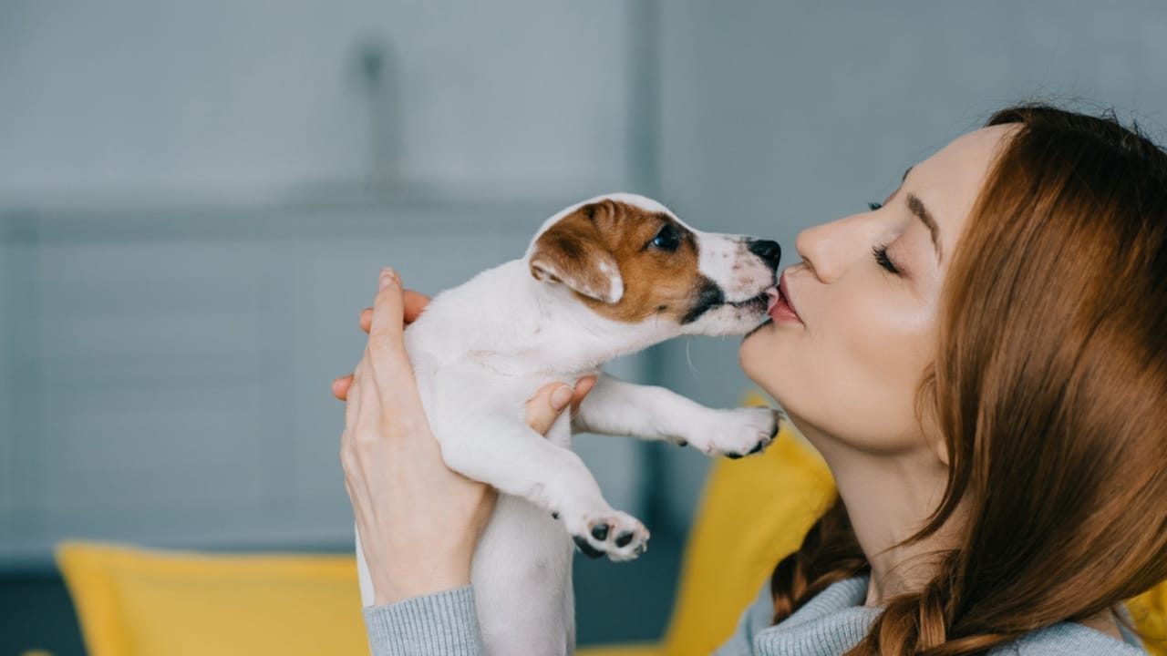 15 Easy Beginner Dog Tricks That Will Make Your Furry Friend a Superstar 5 15 Easy Beginner Dog Tricks That Will Make Your Furry Friend a Superstar - Dog kissing woman dp190515872