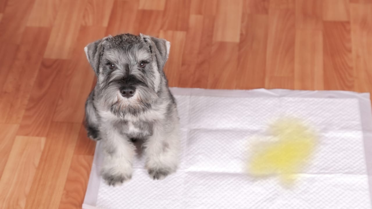 New Puppy Starter Kit: 15 Items to Make Their First Year Easy 7 New Puppy Starter Kit: 15 Items to Make Their First Year Easy - Dog on pee pad dp1274673922