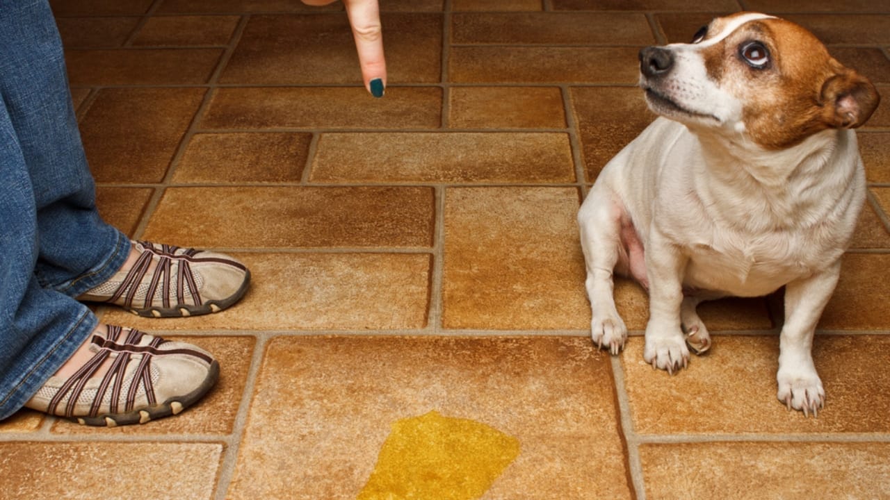 15 Dog Behaviors You’re Probably Misunderstanding - Dog peed dp7106218