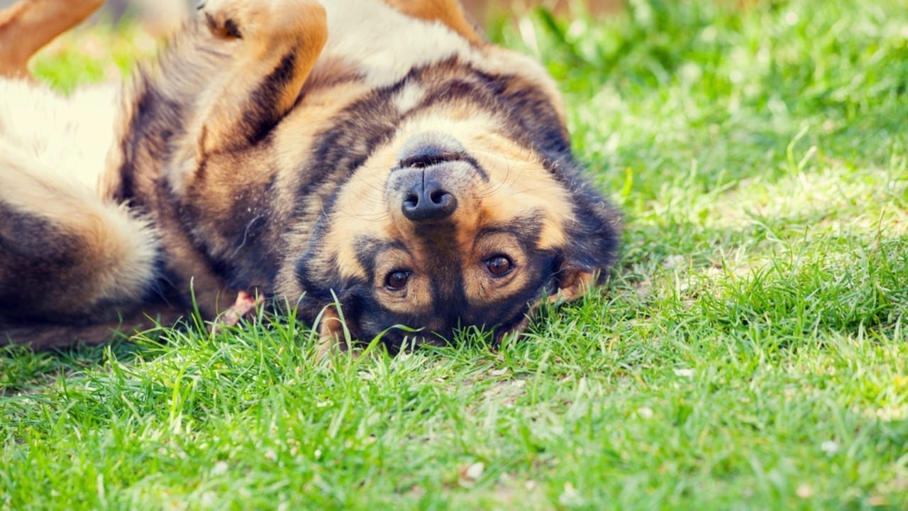 10 Reasons Why Older Dogs Make the Best Pets - Dog play dead on the grass dp176965720