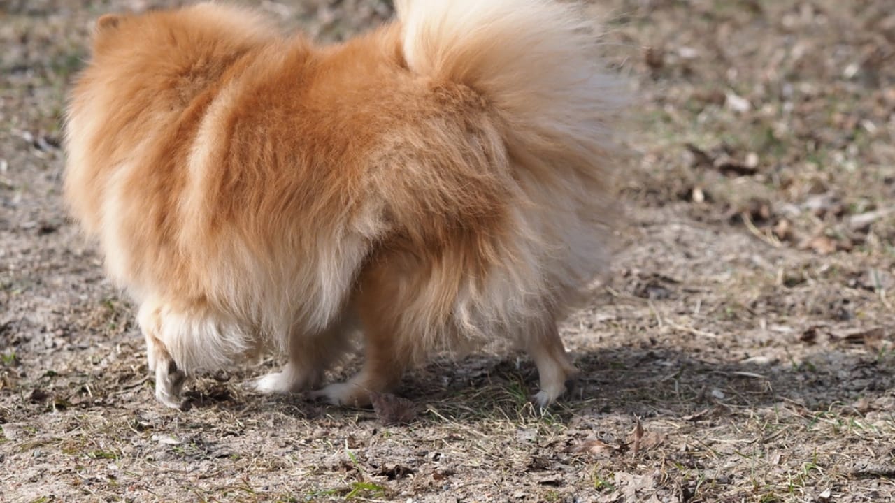 15 Easy Beginner Dog Tricks That Will Make Your Furry Friend a Superstar 10 15 Easy Beginner Dog Tricks That Will Make Your Furry Friend a Superstar - Dog wave through legs dp462244882