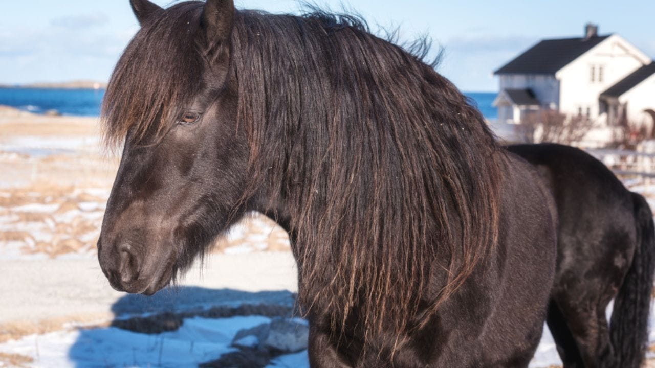 These Draft Horse Breeds Take Hard Work to the Next Level 15 These Draft Horse Breeds Take Hard Work to the Next Level - Dole horse ss1249907029