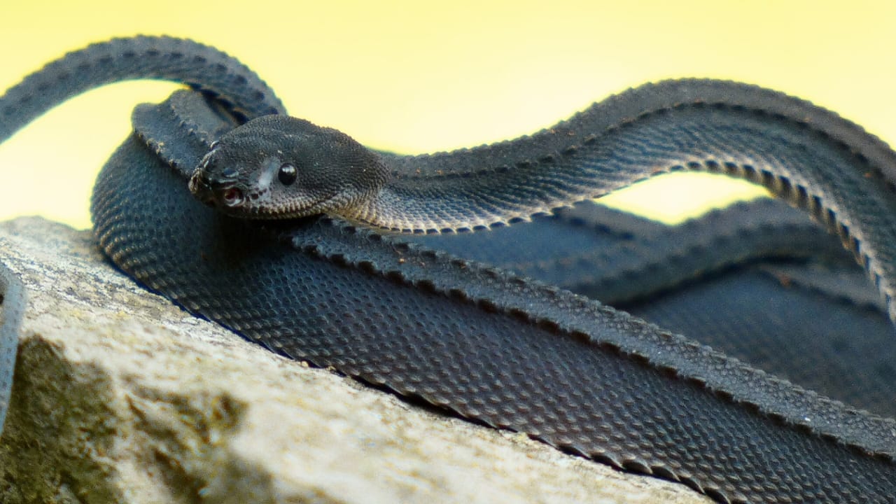 10 Weird Snakes That Make You Question What’s Possible in Nature 4 10 Weird Snakes That Make You Question What’s Possible in Nature - Dragon snake wc