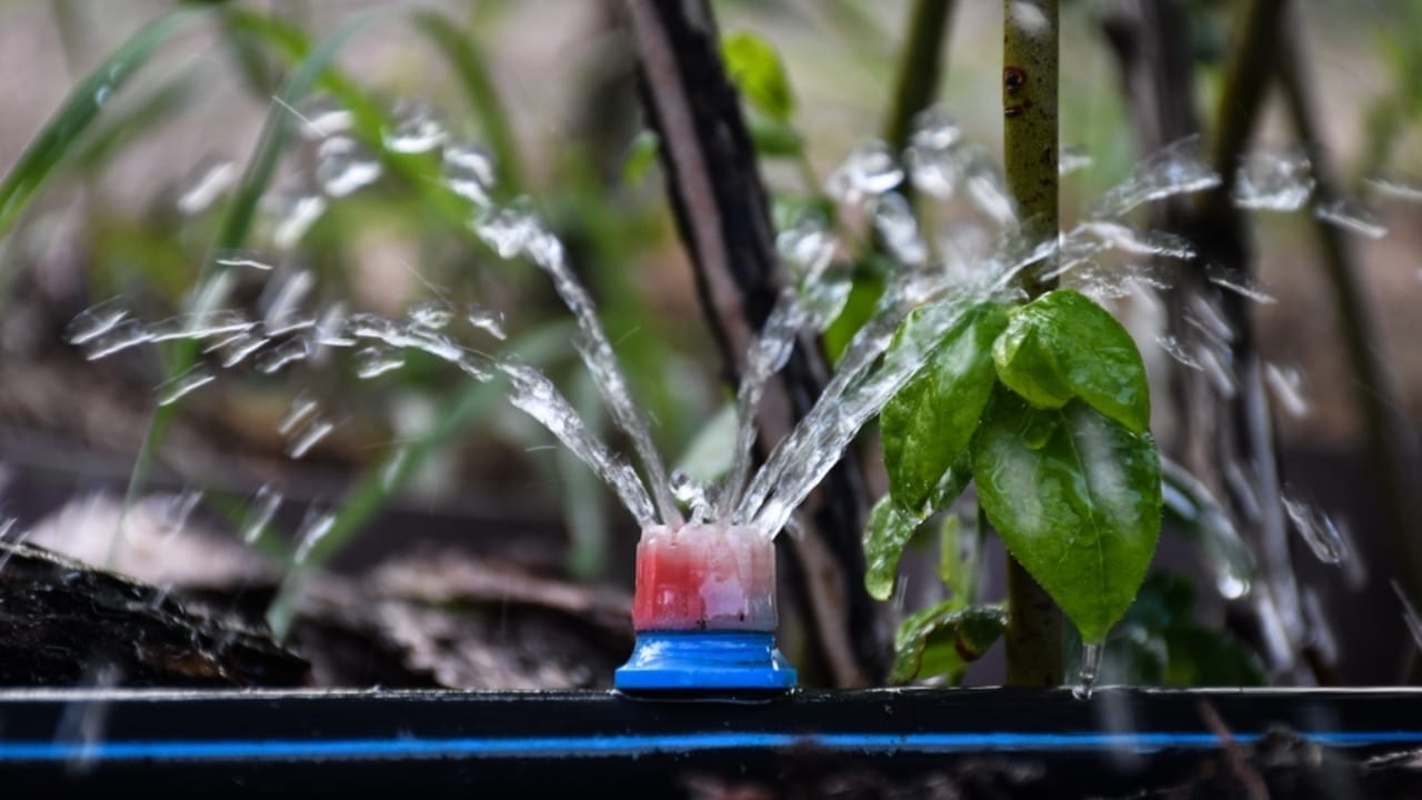 15 Ways to Get Your Garden Frost-Ready Before It’s Too Late 7 15 Ways to Get Your Garden Frost-Ready Before It’s Too Late - Drip Irrigation System ss2439132895