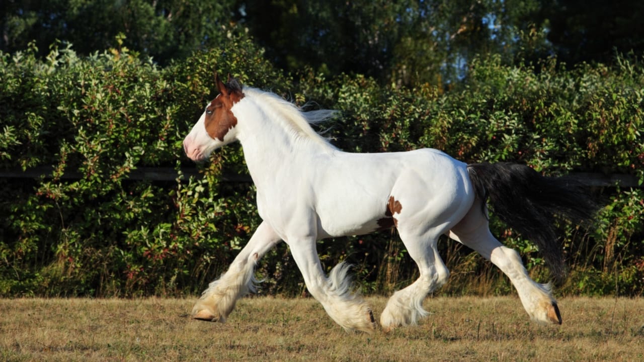 These Draft Horse Breeds Take Hard Work to the Next Level 5 These Draft Horse Breeds Take Hard Work to the Next Level - Drum Horse ss1640447149