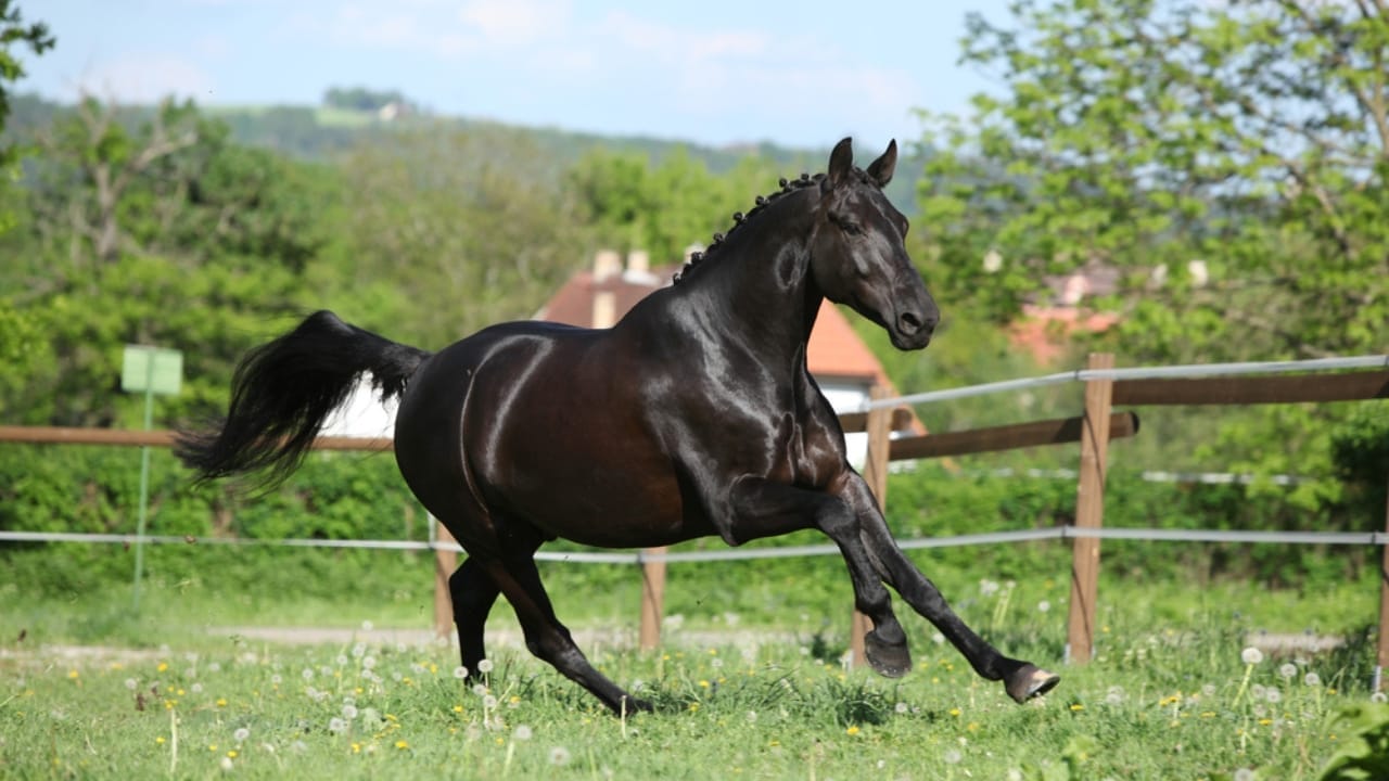 The 15 Most Desired Horse Breeds for Those Who Love to Ride - Dutch Warmblood dp82017616