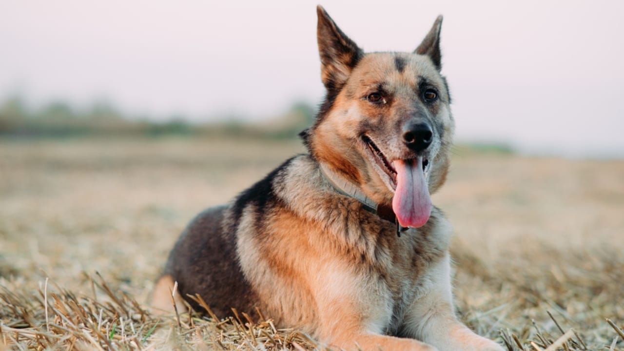 15 Dogs That Look Strikingly Similar to German Shepherds 12 15 Dogs That Look Strikingly Similar to German Shepherds - East European Shepherd dp502054588