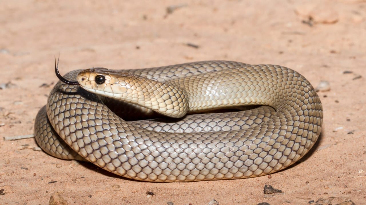 Ranking the 14 Most Dangerous Snakes in the World 11 Ranking the 14 Most Dangerous Snakes in the World - Eastern Brown Snake dp473200182