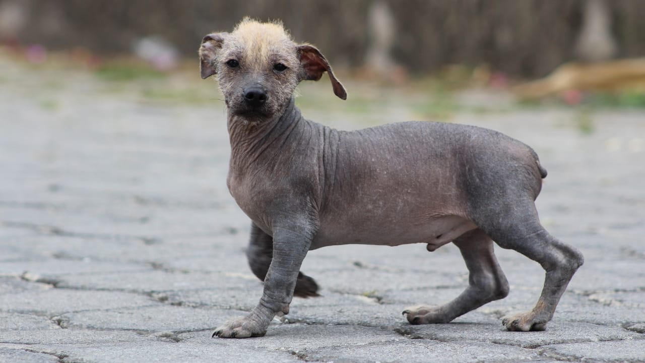 Bald is the New Beautiful: 8 Exotic Hairless Dog Breeds 9 Bald is the New Beautiful: 8 Exotic Hairless Dog Breeds - Ecudorian Hairless Dog wc
