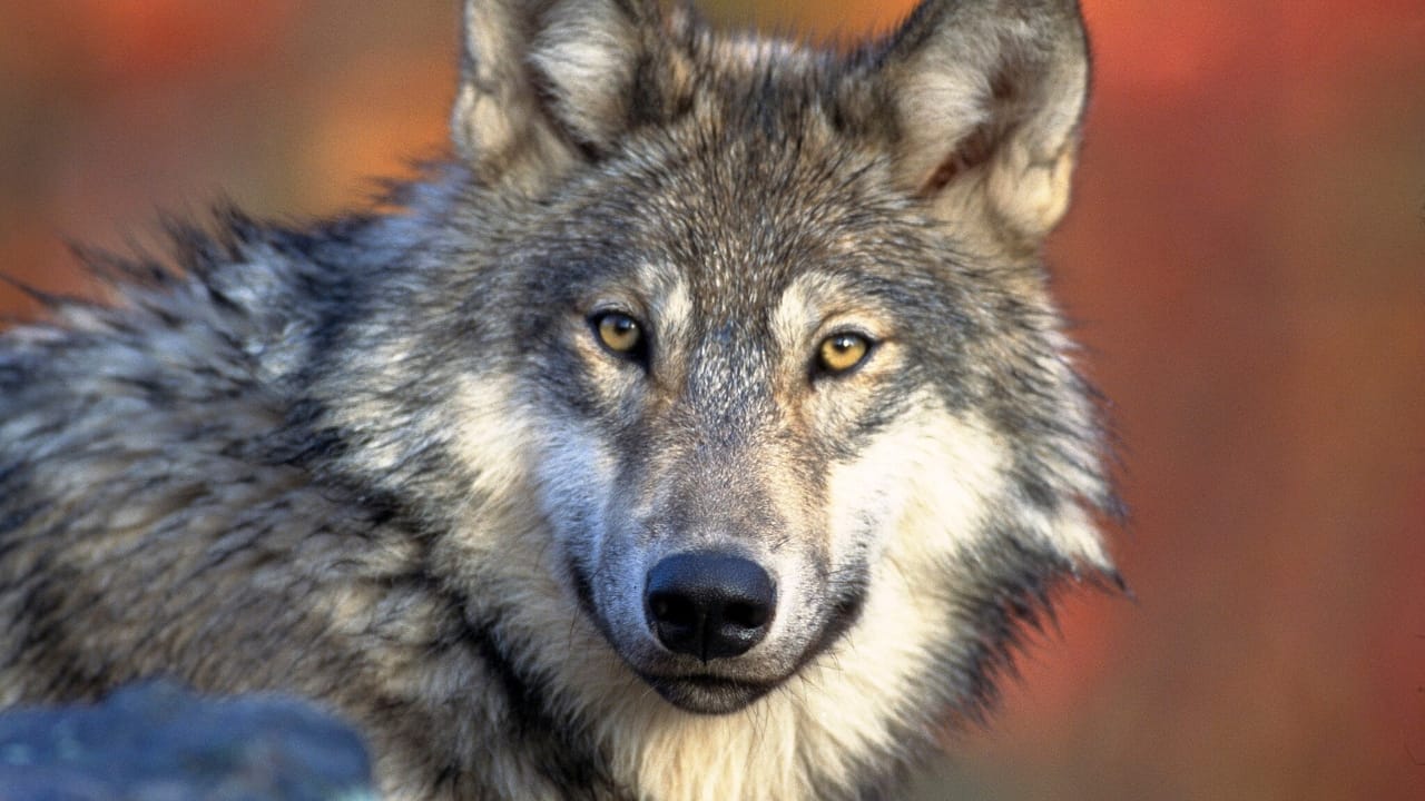 El Lobo's Last Stand: The Fight to Save Arizona's Endangered Mexican Gray Wolves 5 El Lobo's Last Stand: The Fight to Save Arizona's Endangered Mexican Gray Wolves - El lobo wc